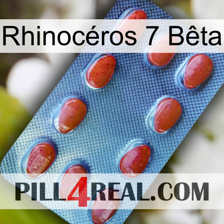 Rhinocéros 7 Bêta 06